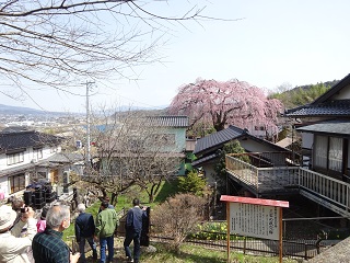 桜　ツアー　長野　一本桜