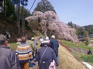 桜　ツアー　長野　一本桜