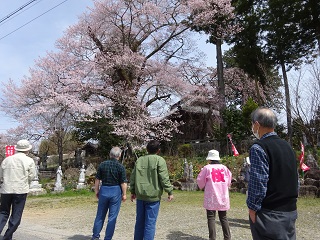 桜　ツアー　長野　一本桜