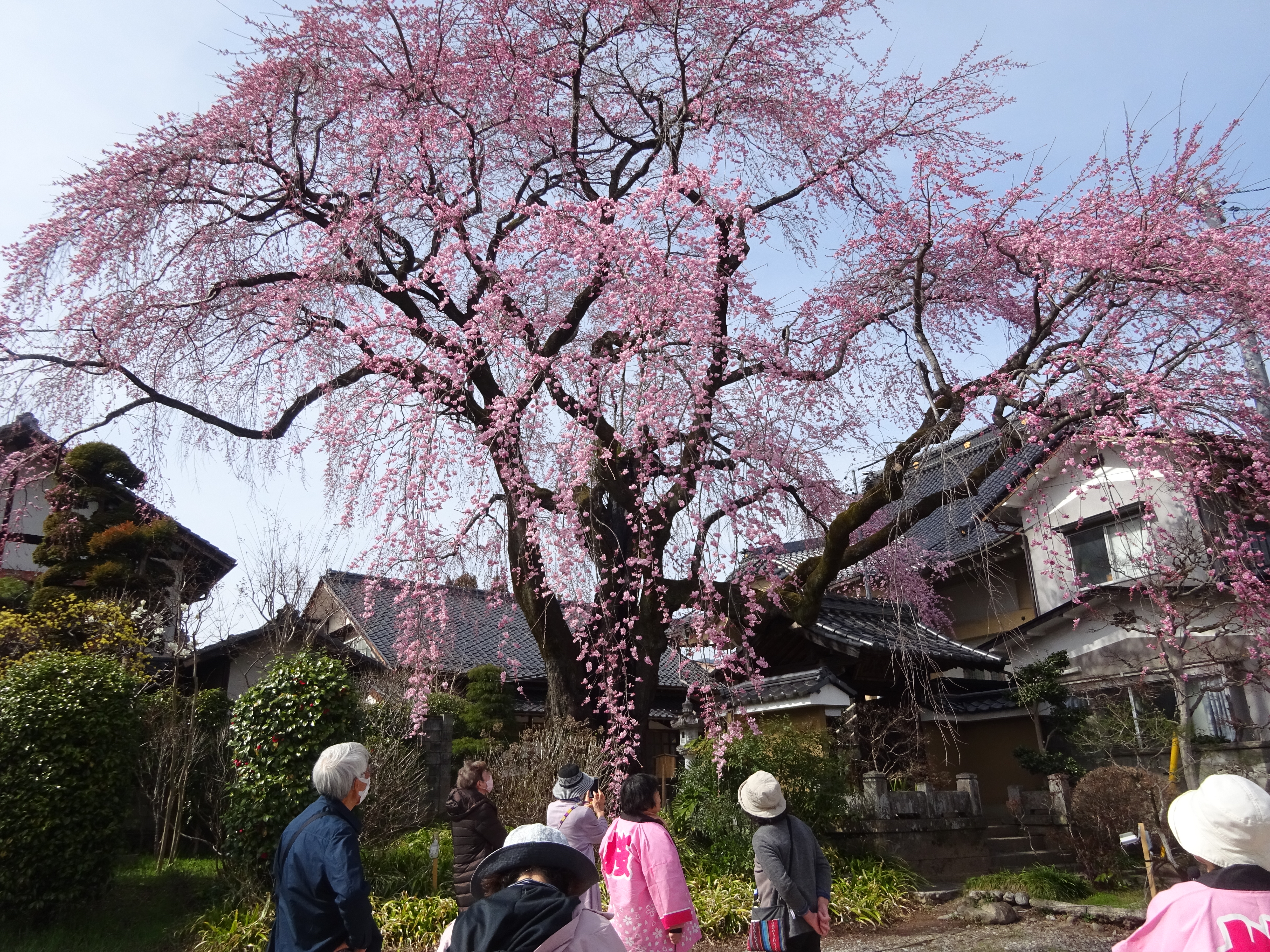 桜　ツアー　長野　一本桜