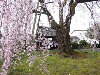 桜　ツアー　長野　一本桜