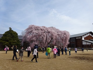 桜　ツアー　長野　一本桜