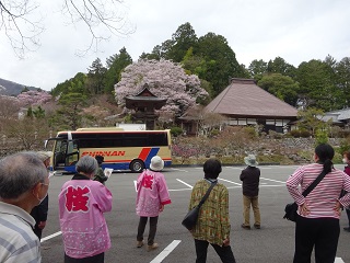 桜　ツアー　長野　一本桜