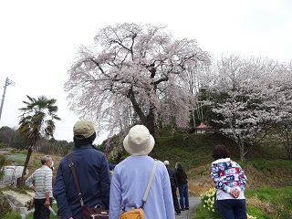 桜　ツアー　長野　一本桜