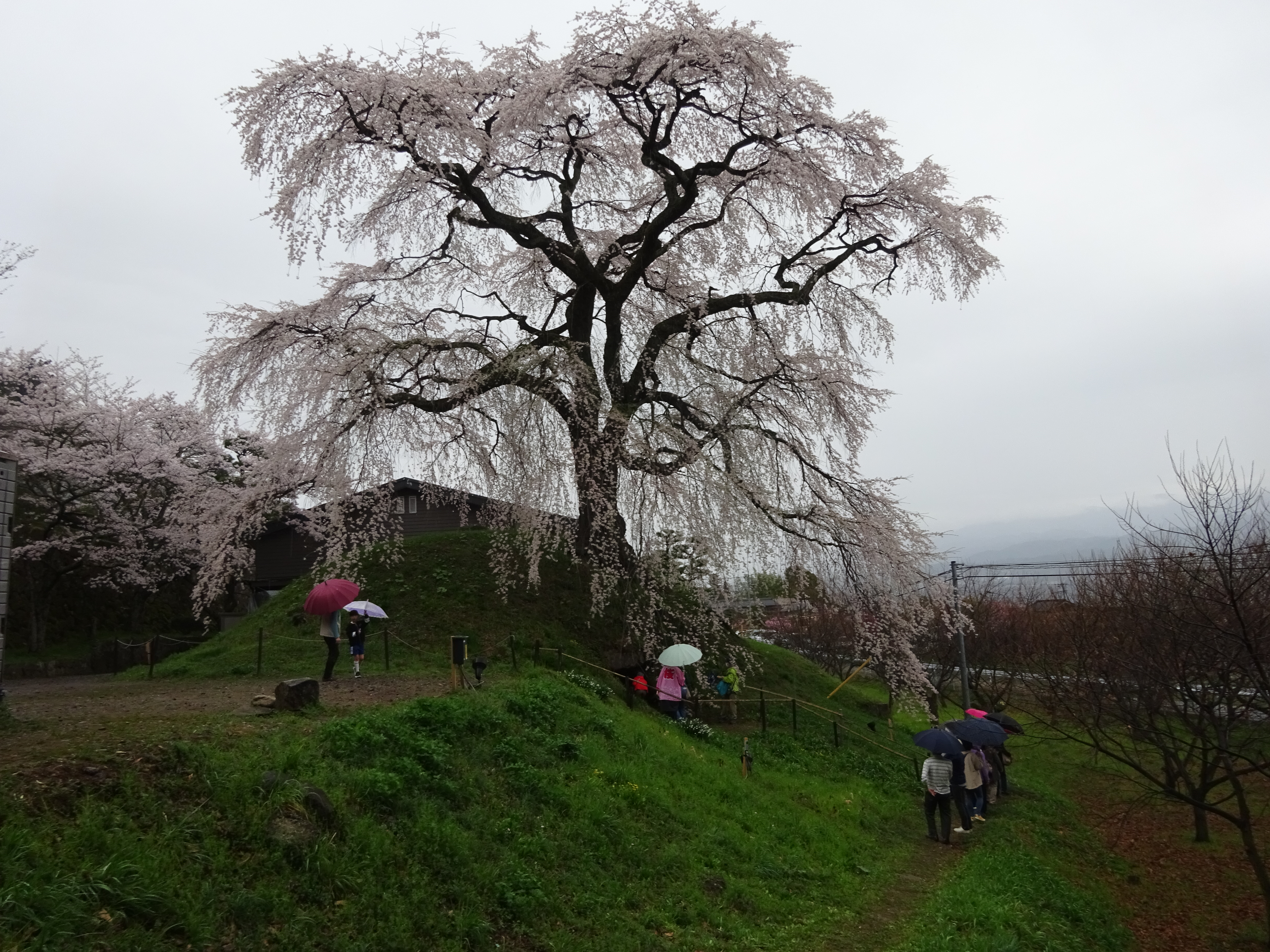 桜　ツアー　一本桜　長野