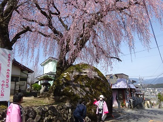 桜　ツアー　長野　一本桜