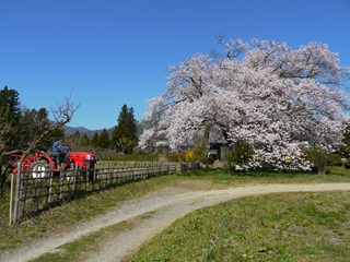 南信州 桜守の旅
