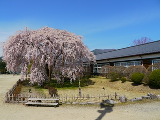 南信州 桜守の旅