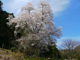 南信州 桜守の旅